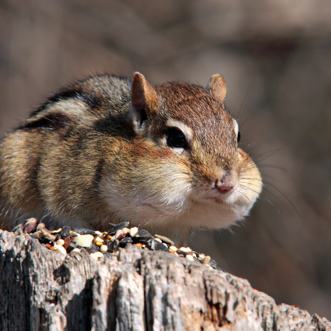 Chipmunk with acorns