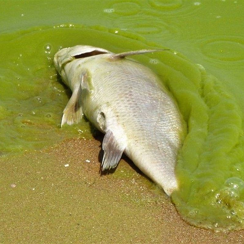 dead fish in contaminated water