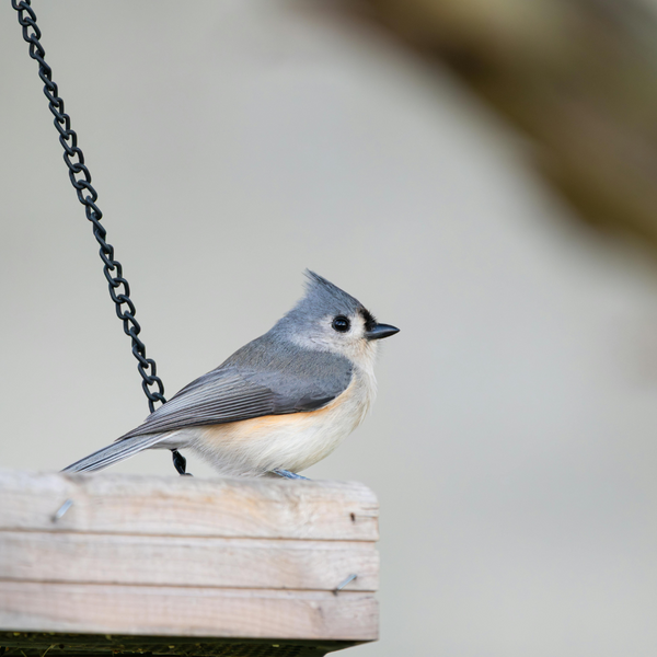 Tufted titmouse sitting on a tray feeder.