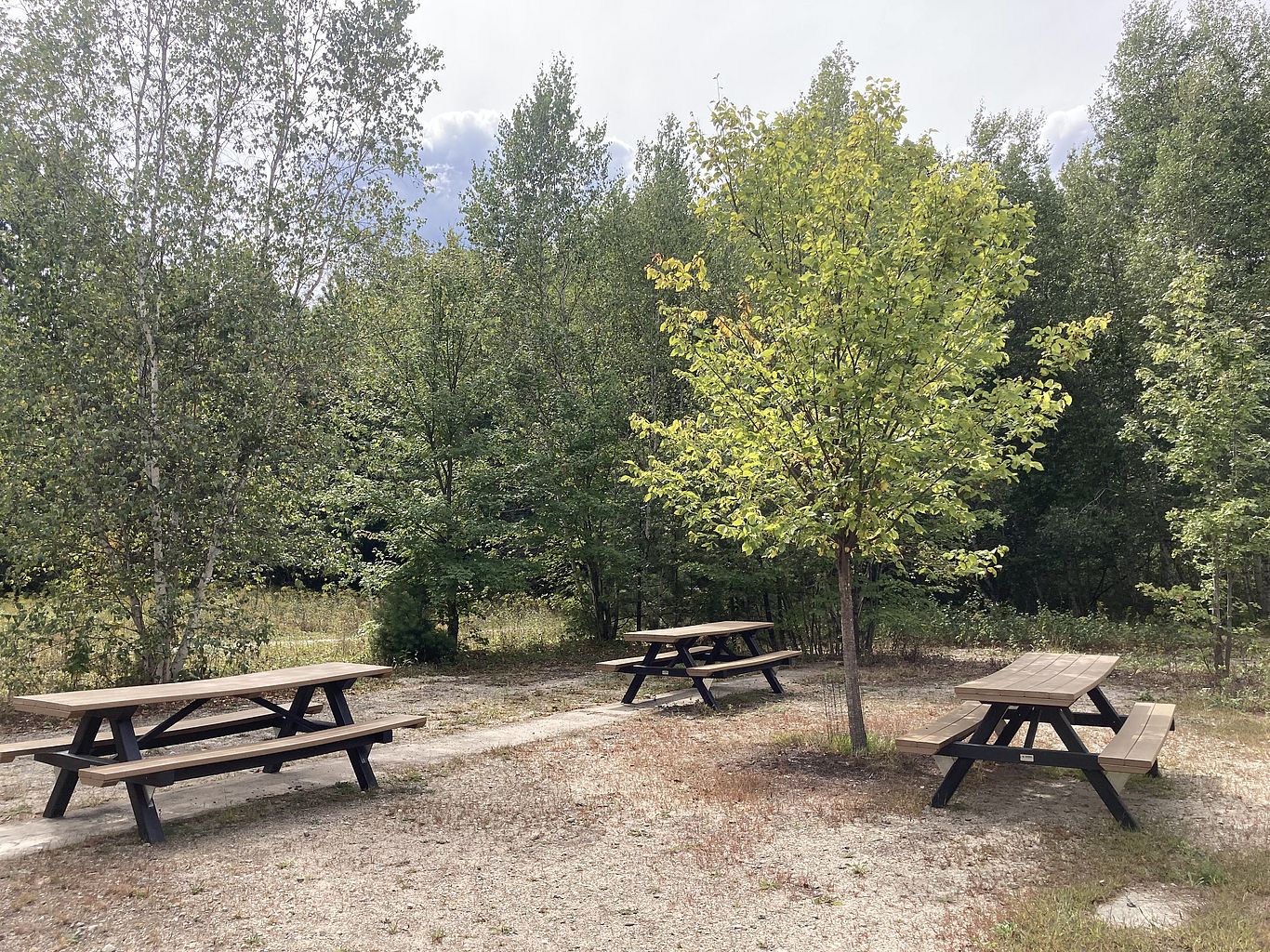 Grey Rocks Picnic Area Photo of the picnic area at Grey Rocks, showing three picnic tables under an elm tree.