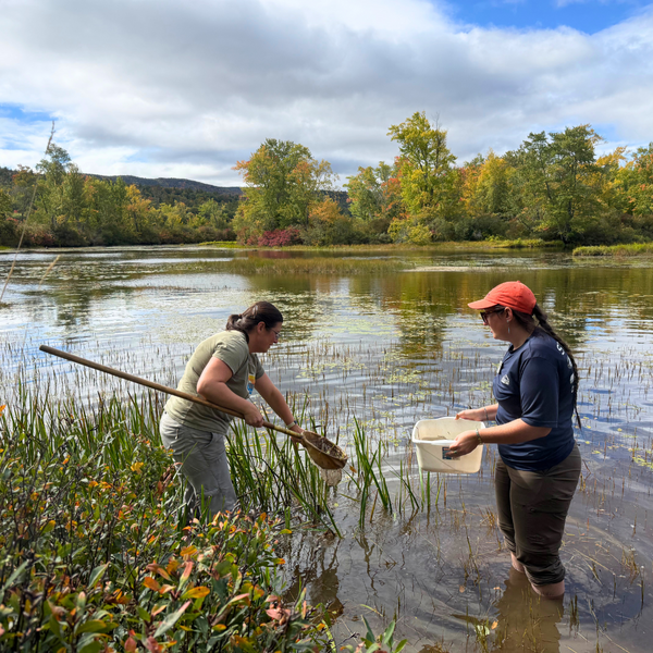 Staff and volunteers search the mouth of the Cockermouth River for dragonfly nymphs.