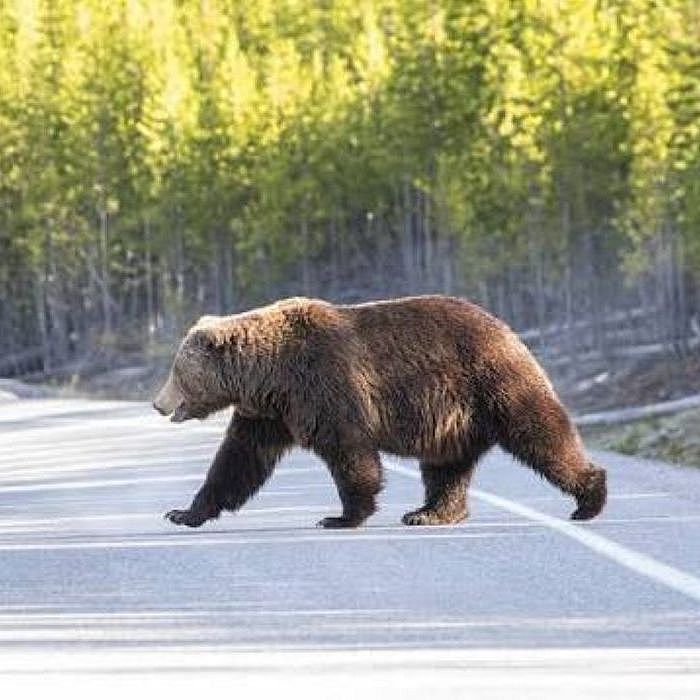 Grizzly bear crossing the road.