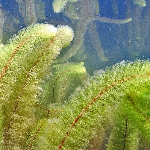 Variable milfoil