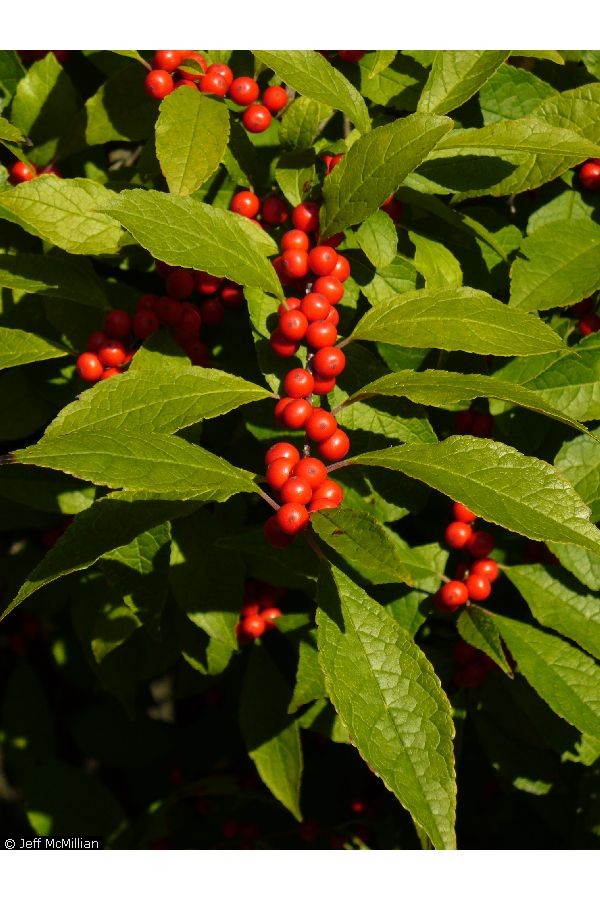 winterberry winterberry