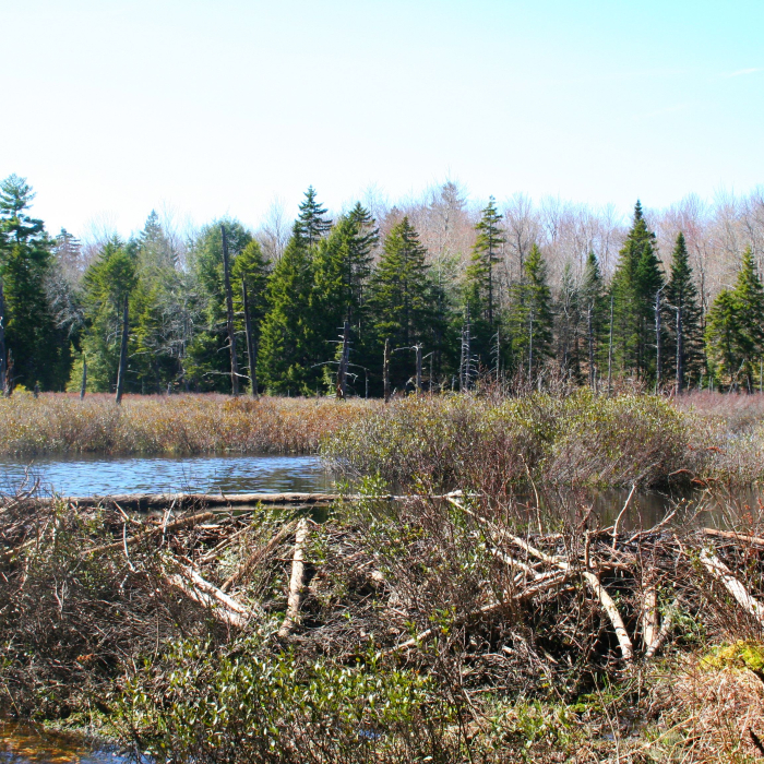 a picture of little pond