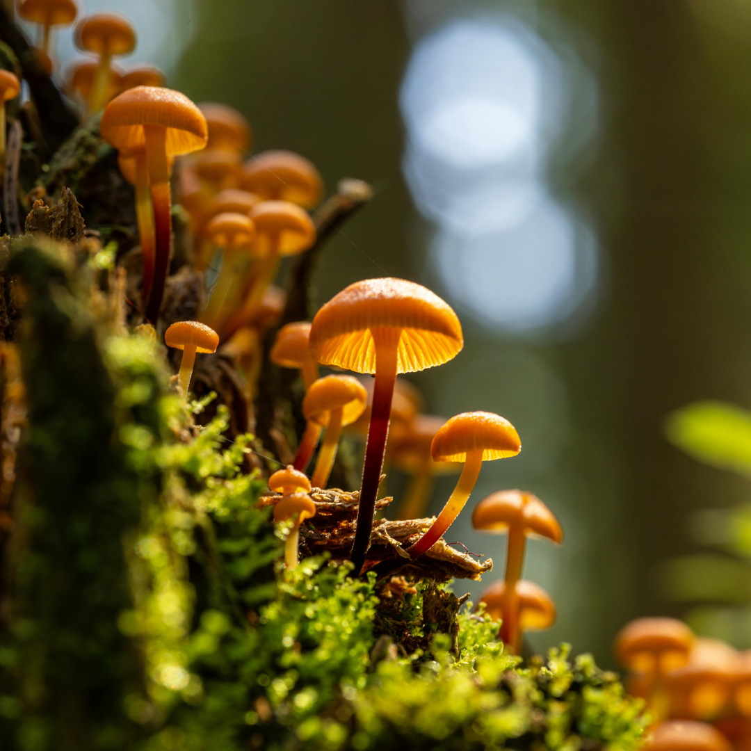 Let's Talk Nature: The Hidden Kingdom of Fungi