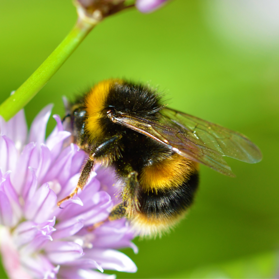 Let's Talk Nature: Pollinators and Human Health