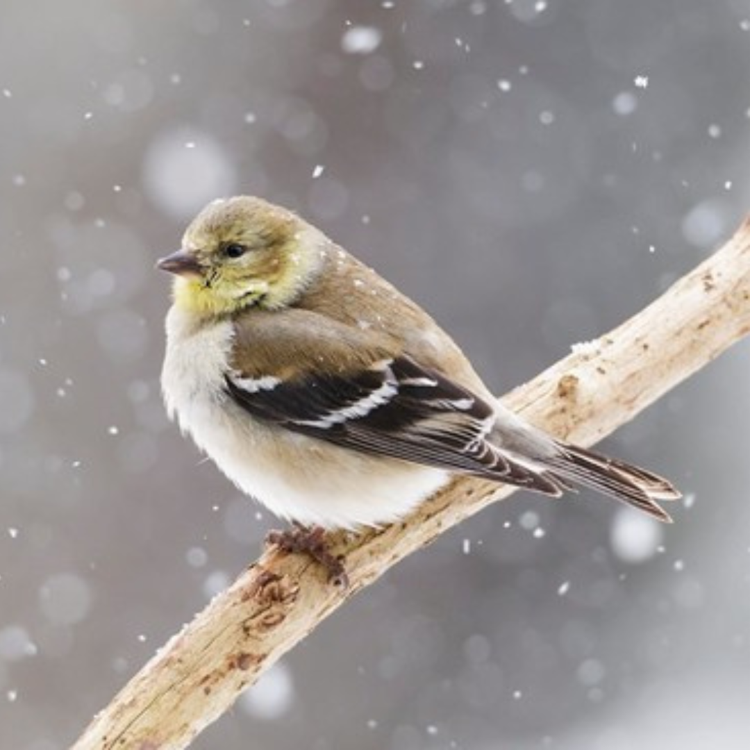 bird on a limb during a snow shower