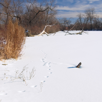 Animal tracks in the snow.