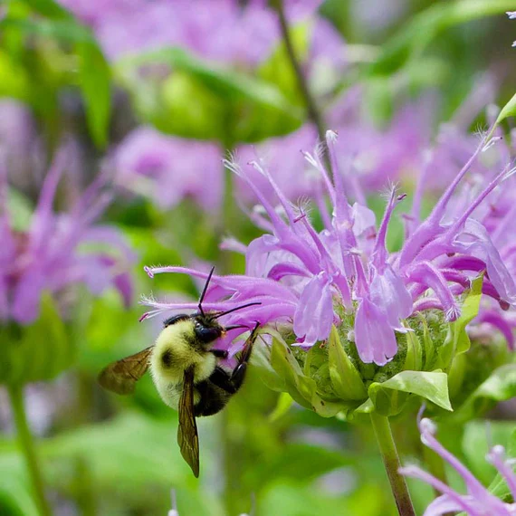 A pollinator seeks nectar from a monarda plant.
