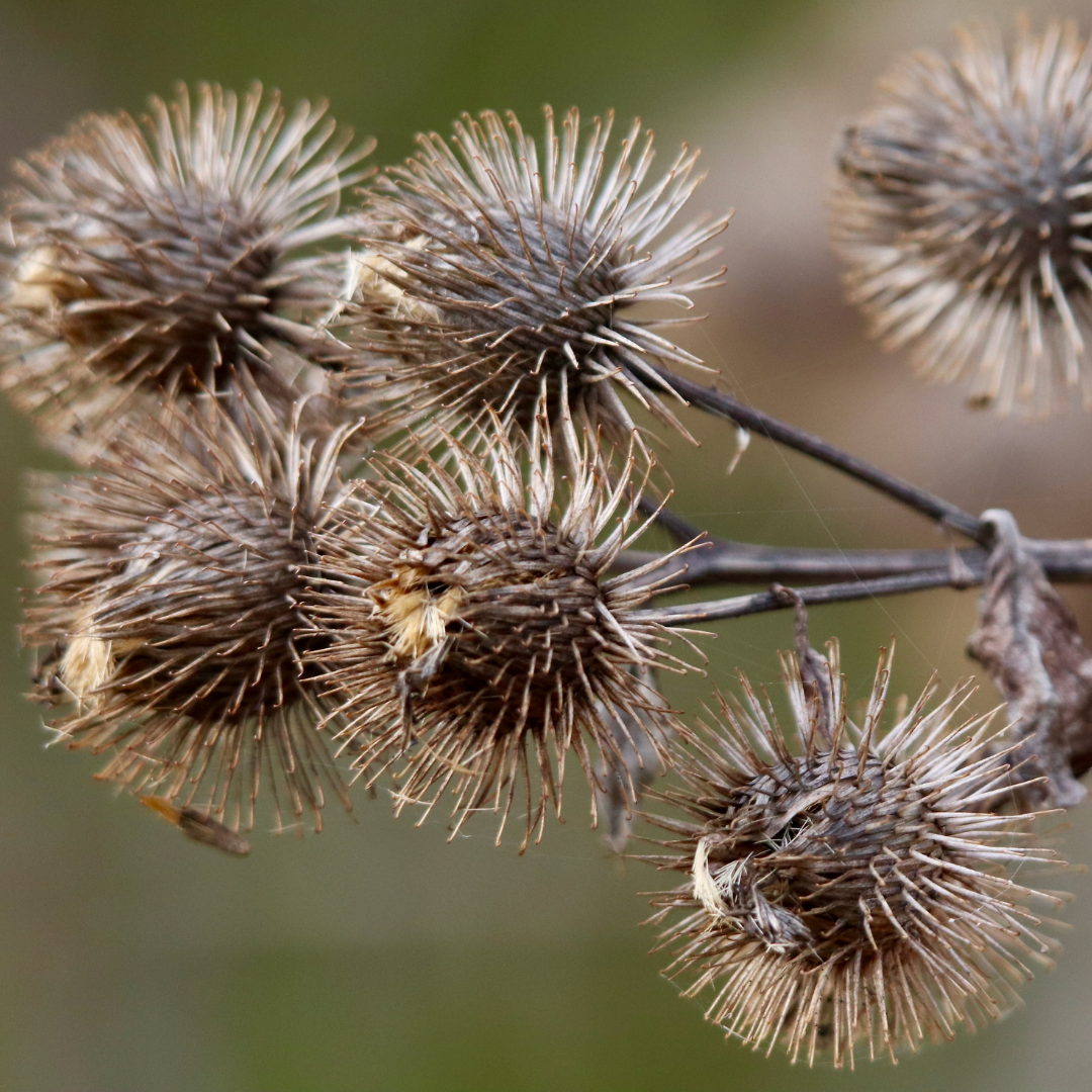 a branch of burrs that inspired the invention of velcro