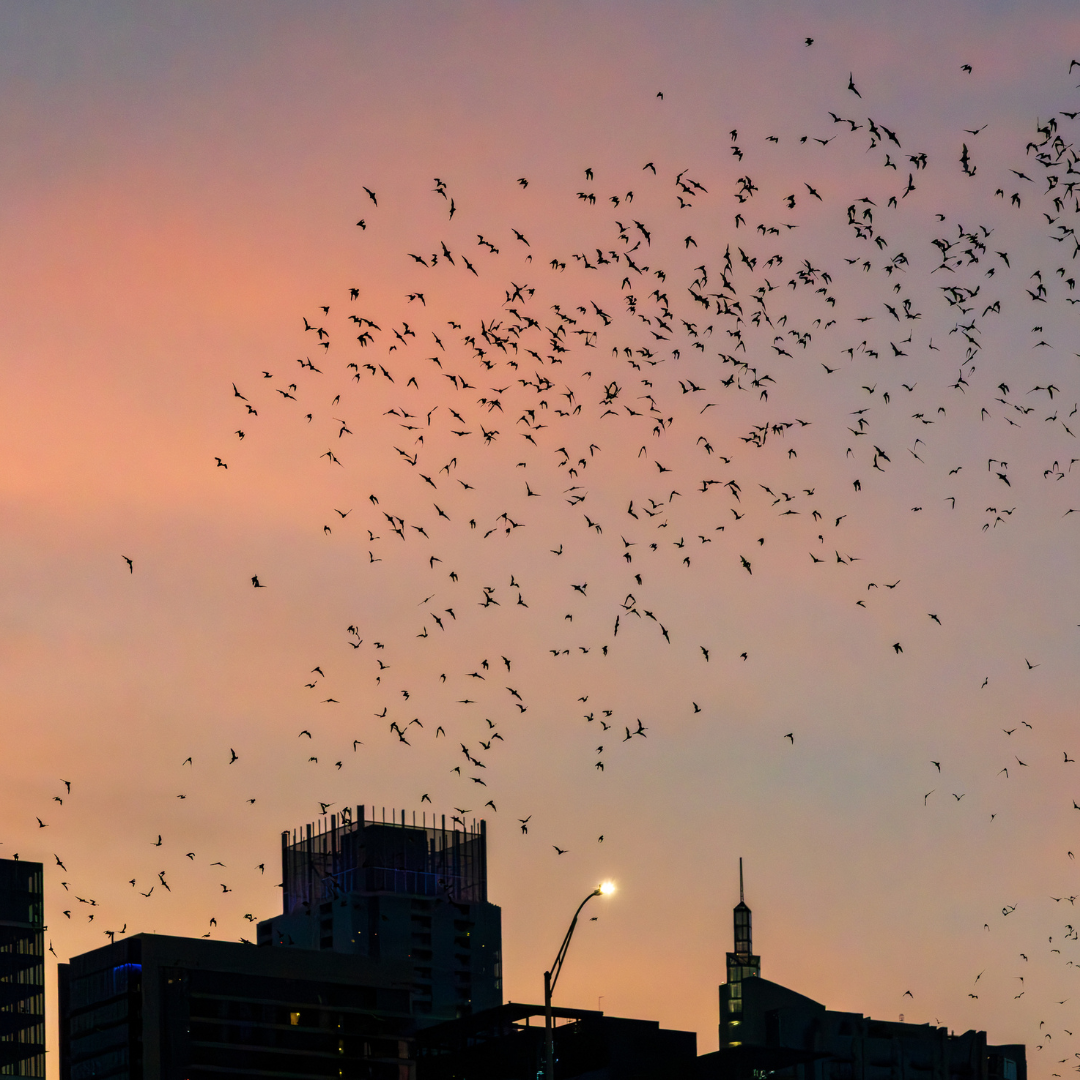 migratory birds fly above a city