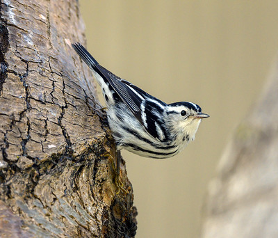 Black and white warbler