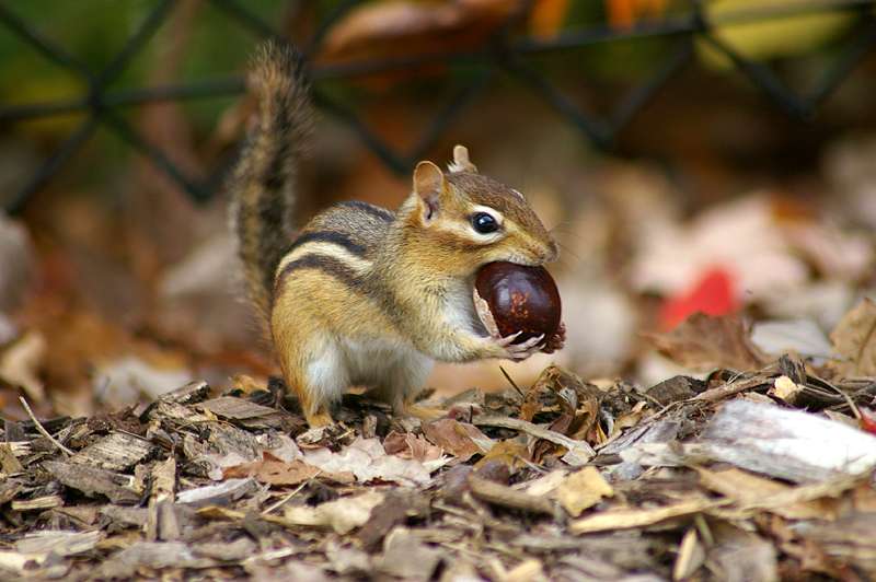 chipmunk with acorn