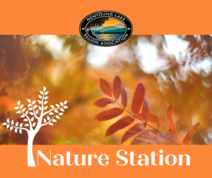 Copy of Nature Station