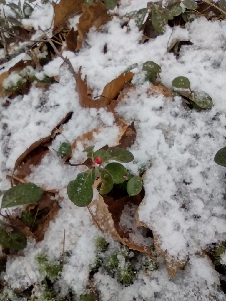 wintergreen with berry in snow