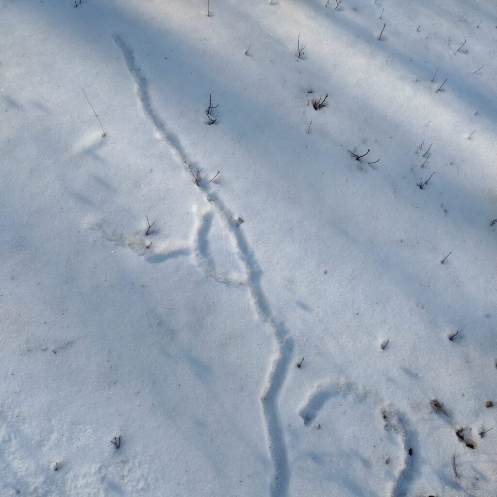 small mammal tunnels in snow