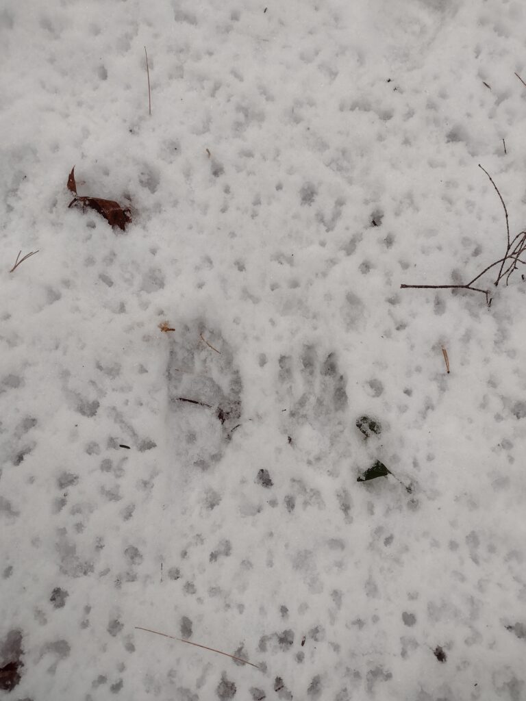 raccoon tracks in snow