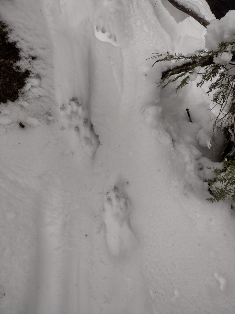 otter tracks in snow