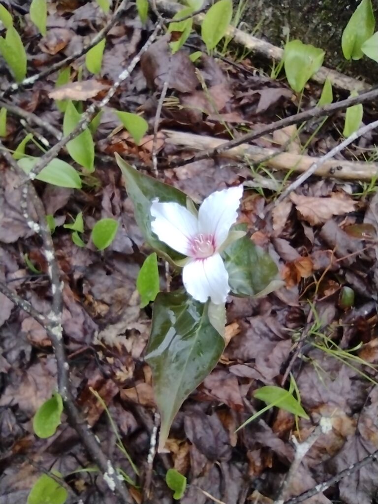 painted trillium