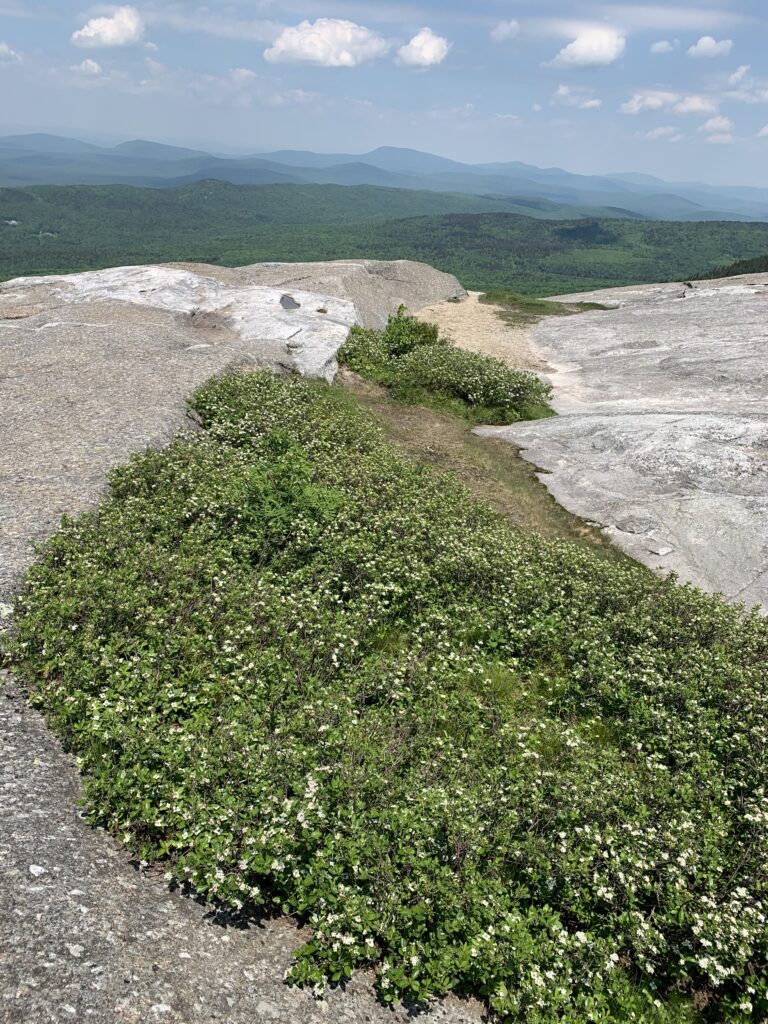 View from the Summit of Mount Cardigan