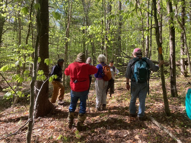 hikers in woods