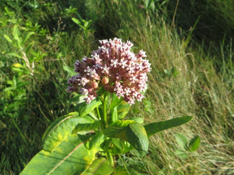 Milkweed