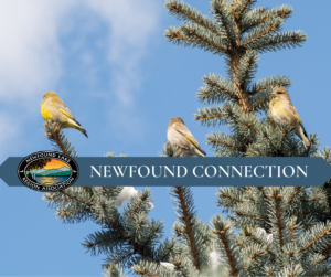 NEWFOUND CONNECTION 12