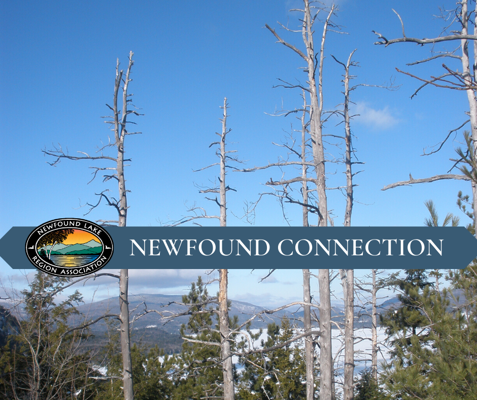 NEWFOUND CONNECTION 15