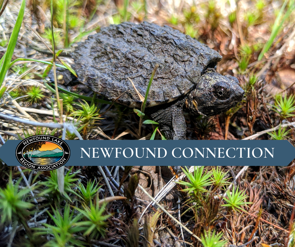 NEWFOUND CONNECTION 31