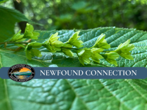 NEWFOUND CONNECTION web and sm header (840 x 630 px)