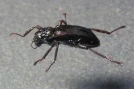 Riffle beetle Jim Rathert