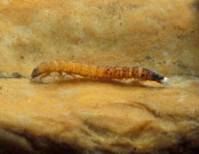 Riffle beetle larva Cliff White