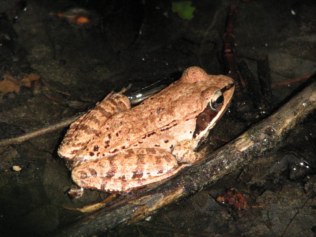 WoodFrog