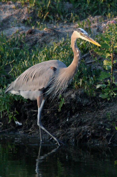 great blue hebron