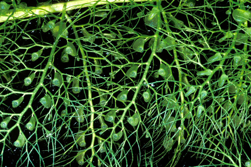 utricularia macrorhiza bladders lg