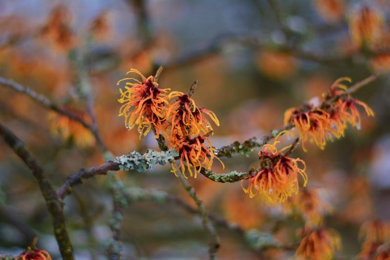 witchhazel